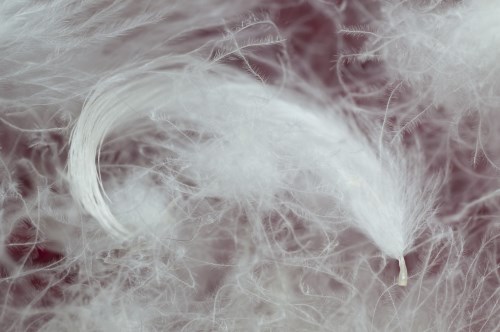 Fotó: ID 14225119 © Alessandrozocc | Dreamstime.com